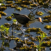 A Jacana at Yellow Waters