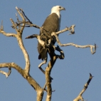 A White-Breasted Sea Eagle at Yellow Waters