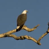 A White-Breasted Sea Eagle at Yellow Waters