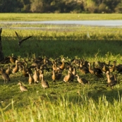 Whistling Ducks at Yellow Waters