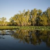 Yellow Waters