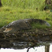 An estuarine (saltwater) crocodile at Yellow Waters