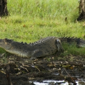 An estuarine (saltwater) crocodile at Yellow Waters