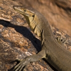 A water monitor we encountered at the top of Gunlom waterfall