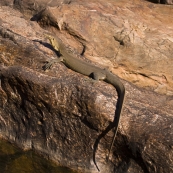 A water monitor we encountered at the top of Gunlom waterfall