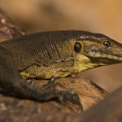 A water monitor we encountered at the top of Gunlom waterfall