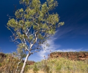 A snappy gum and the escarpment along Joe's Creek Walk in Gregory National Park