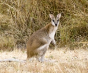 A morning visitor to our campsite at Victoria River Roadhouse