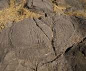 Stromatolites at Limestone Gorge