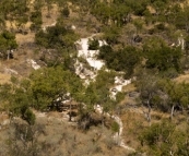 The calcite cascades in Limestone Gorge