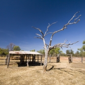 The Bullita Homestead cattle yards