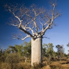A boab tree along the Bullita Stock Route in Gregory National Park