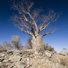 A boab tree along the Bullita Stock Route in Gregory National Park