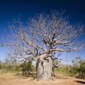 Lisa underneath the massive Oriental Hotel Boab Tree along Bullita Stock Route