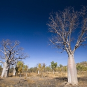 Boab trees along the Bullita Stock Route in Gregory National Park