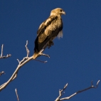 An eagle at our campsite at Big Horse Creek in Gregory National Park