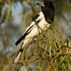 A magpie at our campsite at Big Horse Creek in Gregory National Park