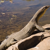 A huge water monitor we encountered at Keep River National Park\'s Cockatoo Lagoon