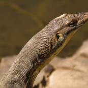 A huge water monitor we encountered at Keep River National Park\'s Cockatoo Lagoon