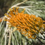 The Jarnem loop walk in Keep River National Park