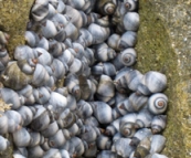 Sea shells on the beach at Yallingup