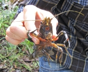 A nice sized Marron near Margaret River