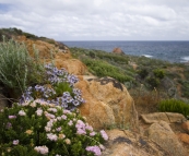 Wildflowers at Sugarloaf Rock