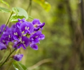 Margaret River wildflowers