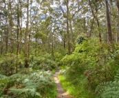 Hiking trail through the forest near 10 Mile Brook