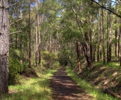 Hiking trail through the forest near 10 Mile Brook