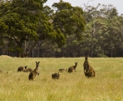 Margaret River kangaroos