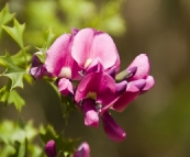 Margaret River wildflowers