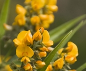 Margaret River wildflowers