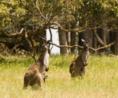 Margaret River kangaroos