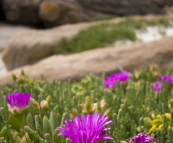 The coastline near Conto Spring