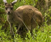 An inquisitive mother and her joey at our Conto campground