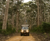 The Boranup Karri Forest