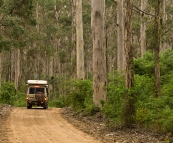The Boranup Karri Forest