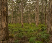 The Boranup Karri Forest