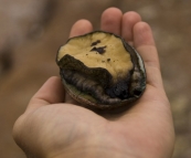 A Green Lipped Abalone at Cape Leeuwin