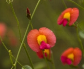 Margaret River wildflowers