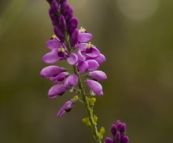 Margaret River wildflowers