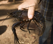 Monster Marron in Blackwood Conservation Park