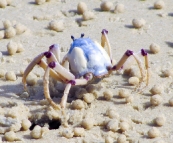 Thousands of tiny crabs on the beach at Inskip