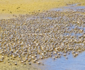 Thousands of tiny crabs on the beach at Inskip