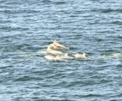 Dolphins off the point at Hell's Gate
