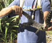 Sam with a sizeable Gould's Monitor in Noosa National Park