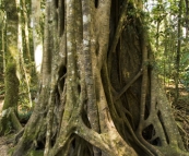 Strangler Fig in Lamington National Park