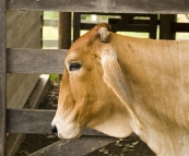 A welcoming herd of Brahma cows on our arrival at Branell Homestead