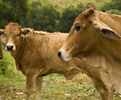 A welcoming herd of Brahma cows on our arrival at Branell Homestead